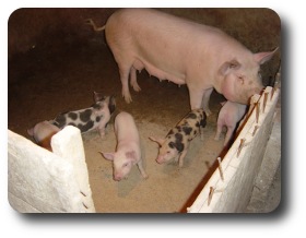 Farm e-mail 2s Farm e-mail 2s