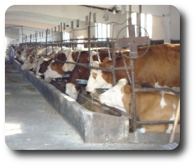 Farm e-mail 5s 3