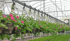 Nursery Glasshouse