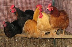 chickens 2s