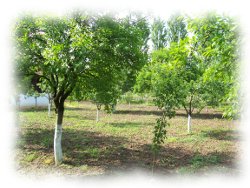 Farm6