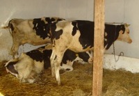 Aug10Cows.jpg