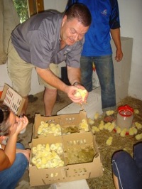 Aug10Delivery of Chicks.jpg