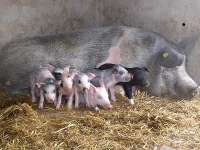 Gepiu Pigs 2b.JPG