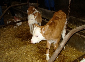 Farm4.JPG